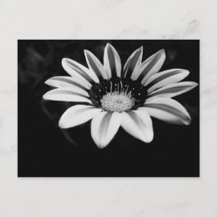 Gazania Postkarte