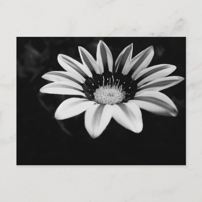 Gazania Postkarte (Vorderseite)