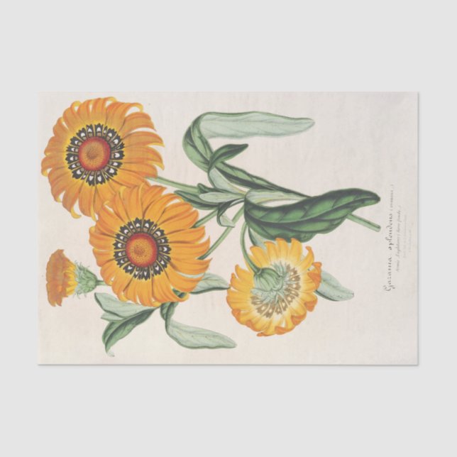 Gazania splendens (Hybride) von Charles Lemaire Seidenpapier (Vorderseite)
