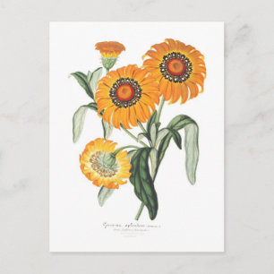 Gazania splendens postkarte