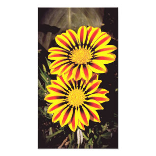 Gazanische Blume in voller Blüte Fotodruck