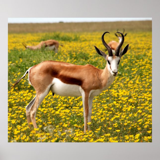 Gazelle auf der Wiese Poster (Vorne)
