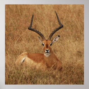 Gazelle Big Horn mit Poster