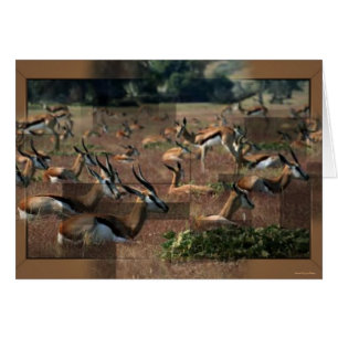 Gazelle Card