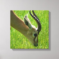Gazelle Grazing Canvas