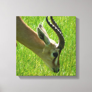 Gazelle Grazing Canvas Leinwanddruck