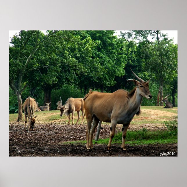 Gazelle Poster (Vorne)