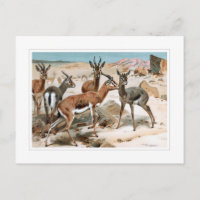 Gazelle
