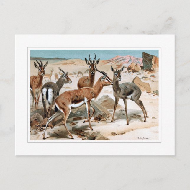 Gazelle Postkarte (Vorderseite)