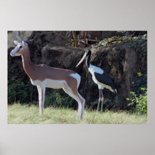 Gazelle- und Storch-Foto Poster
