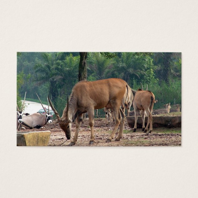 Gazelle, Wildtierzoo,羚. (Vorderseite)