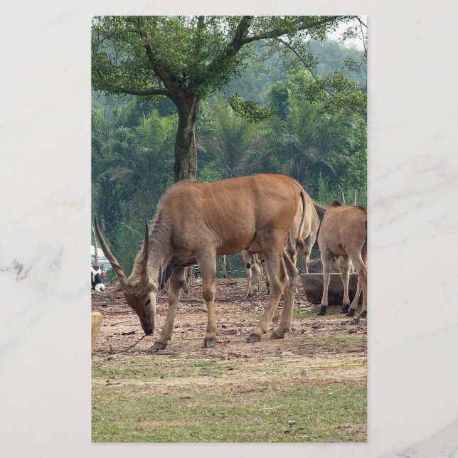 Gazelle, Wildtierzoo,羚. Flyer (Vorne)