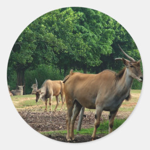 Gazelle, Wildtierzoo,羚. Runder Aufkleber