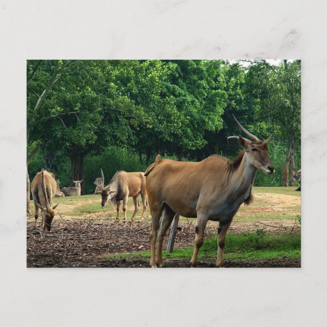 Gazelles Postkarte (Vorderseite)