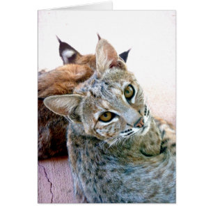 Gazely Starren   kundengerecht