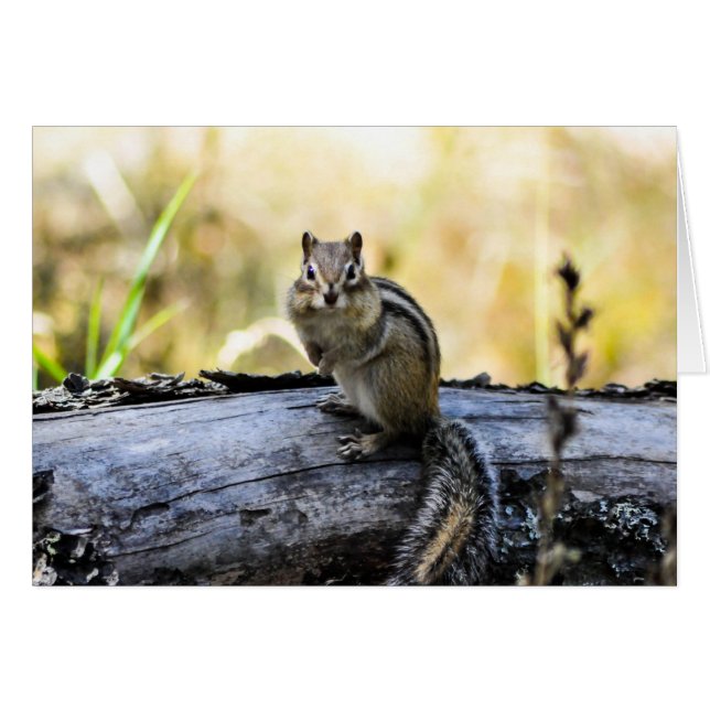 Gazing Chipmunk (Vorderseite (Horizontal))
