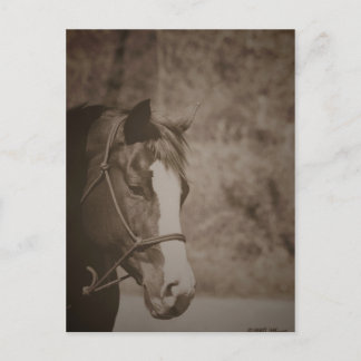 Gazing Mare Postkarte
