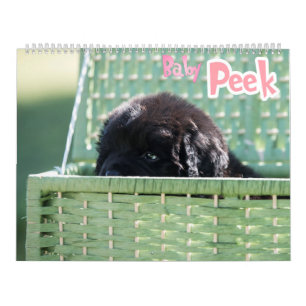 GCH Notta trägt Piqued mein Interesse Kalender