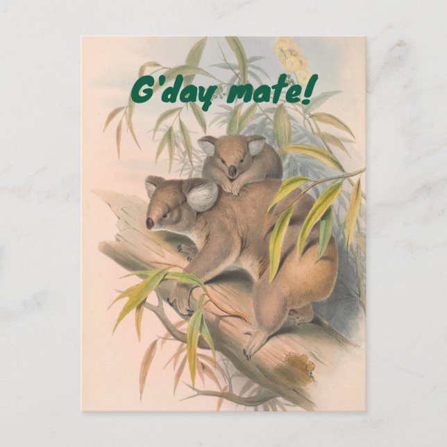 G'day Mate Australian Gruß mit Koalas Postkarte (Vorderseite)
