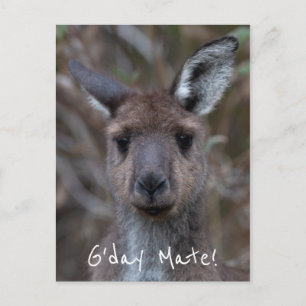 G'Day Mate Kangaroo Australien Postkarte