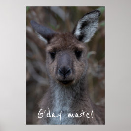G'day Mate Western Gray Kangaroo Poster