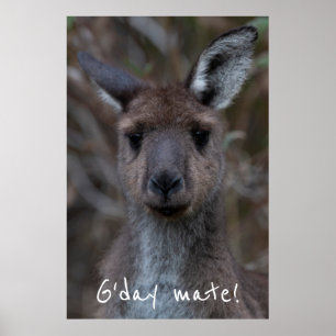 G'day Mate Western Gray Kangaroo Poster