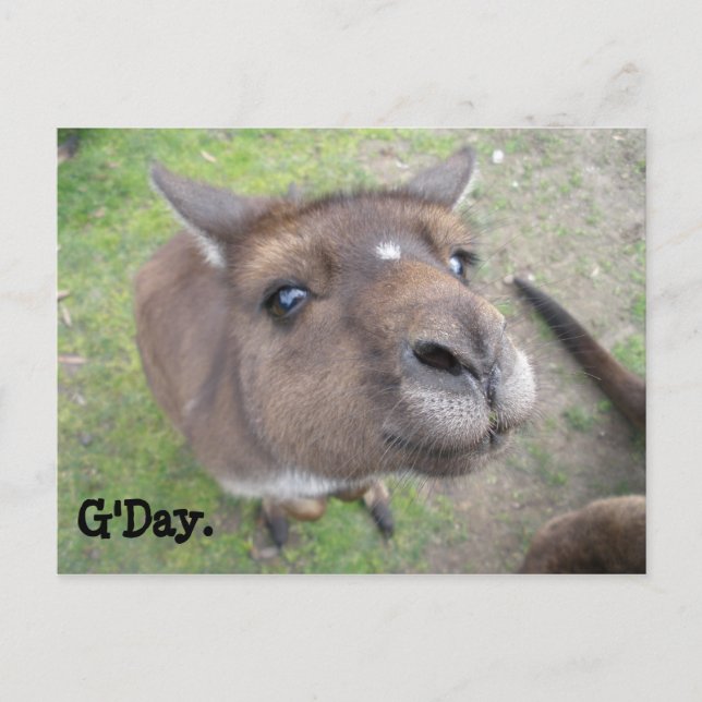 G'Day. Postkarte (Vorderseite)