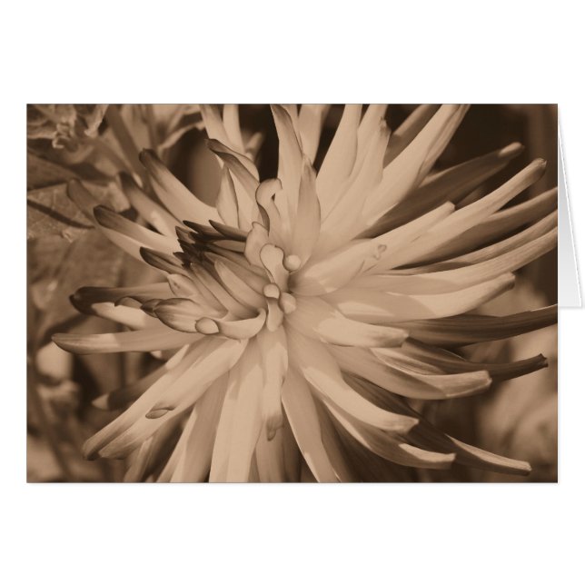 Gealterte Sepia-Dahlie-Blumen-Fotografie-Karte (Vorderseite (Horizontal))