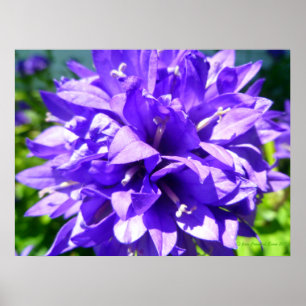 geballte Blume (Campanula glomerata Superba) Poster