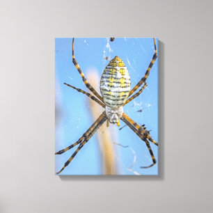 Gebänderte Argiope - Argiope trifasciata Leinwanddruck