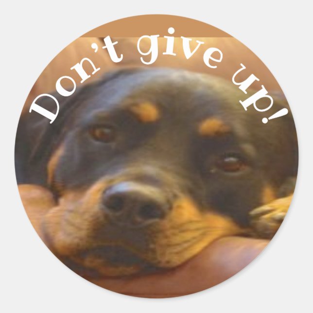 Geben Sie Rottweiler Classic Round Sticker nicht a (Vorderseite)