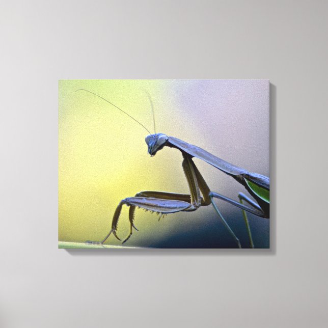 Gebet Mantis Wrapped Canvas Leinwanddruck (Vorderseite)