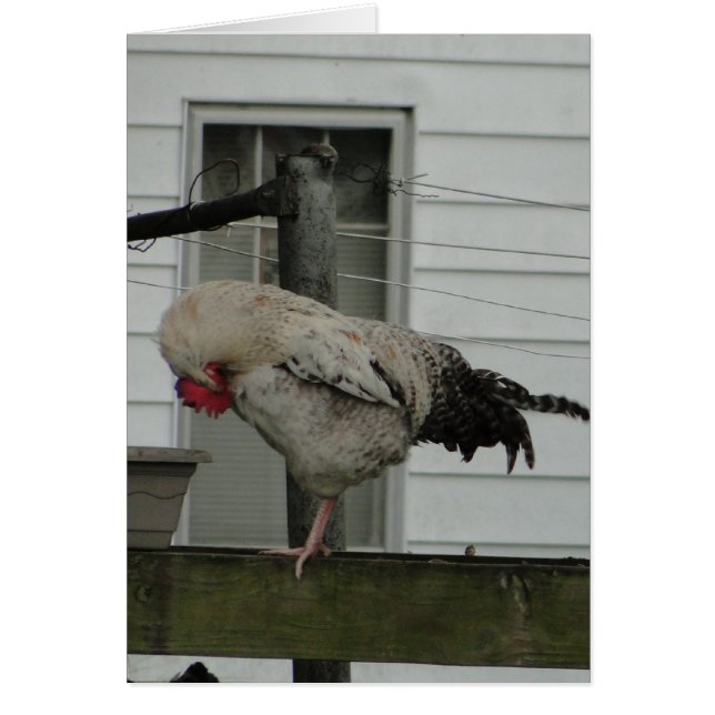 Gebeugter Hahn/Gebet (Vorne)