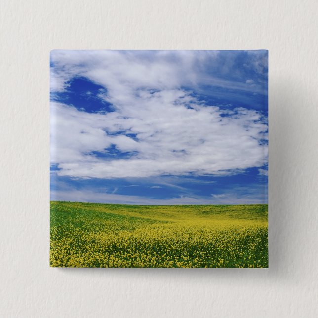 Gebiet der Blume Canola oder Senf, Palouse Button (Vorderseite)