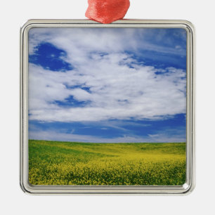 Gebiet der Blume Canola oder Senf, Palouse Ornament Aus Metall