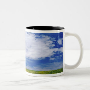 Gebiet der Blume Canola oder Senf, Palouse Zweifarbige Tasse