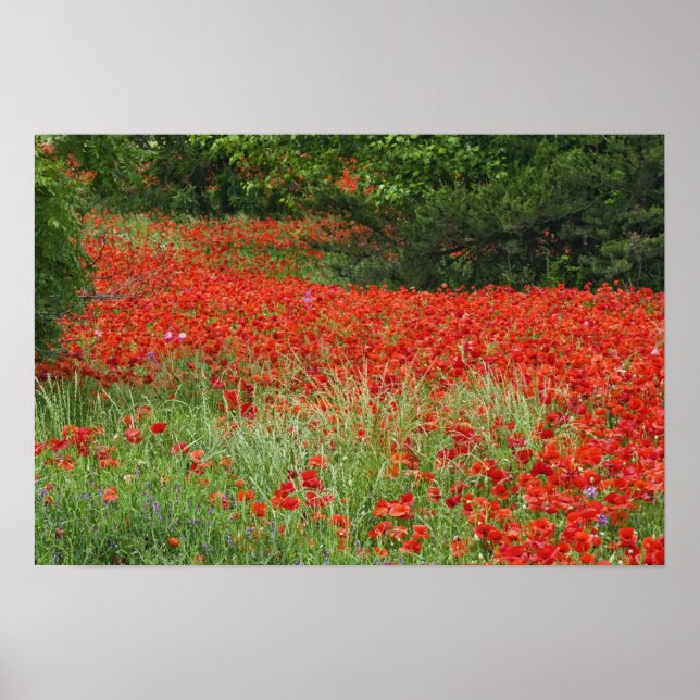 Gebiet der Mohnblüten mit Hybridmohn, entlang der Poster (Vorne)