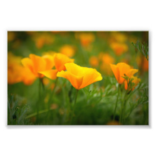 Gebiet der Poppies Orange Poppy Blume in Kaliforni Fotodruck