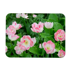 Gebiet der rosa Tulpen Magnet