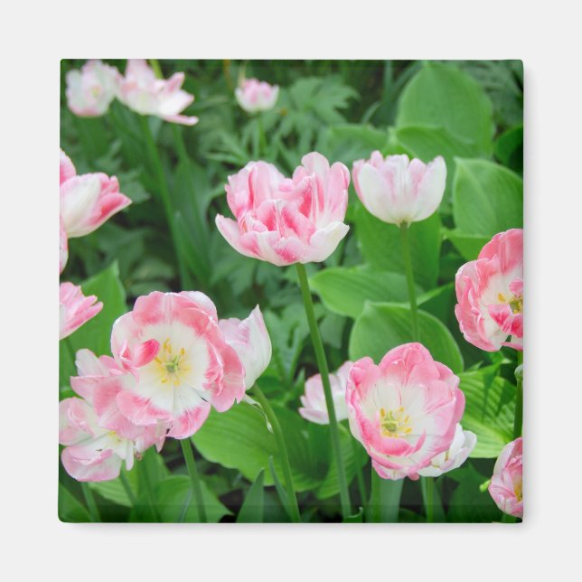 Gebiet der rosa Tulpen Magnet (Vorne)