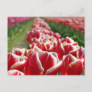 Gebiet der Roten und Weißen Tulpen Postkarte
