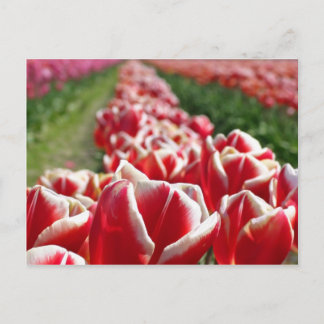 Gebiet der Roten und Weißen Tulpen Postkarte