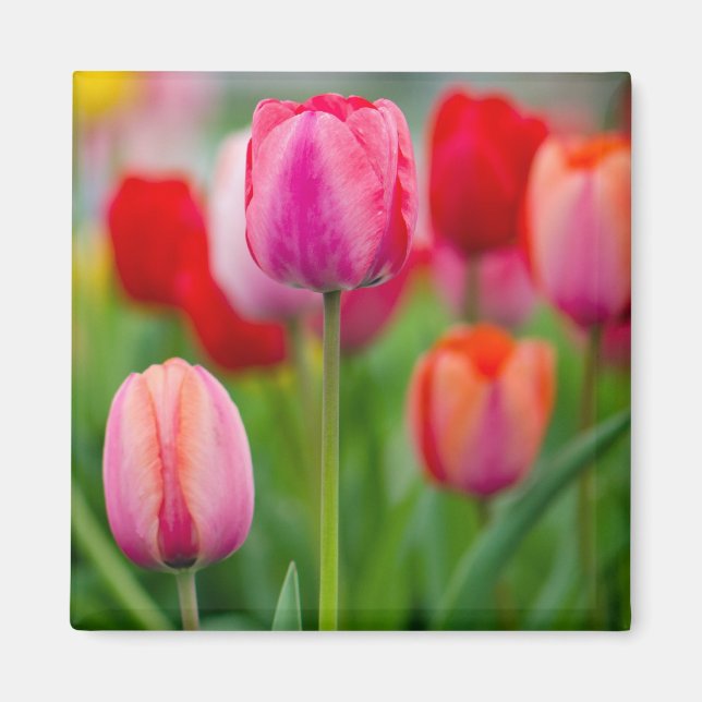 Gebiet der Tulpen Magnet (Vorne)