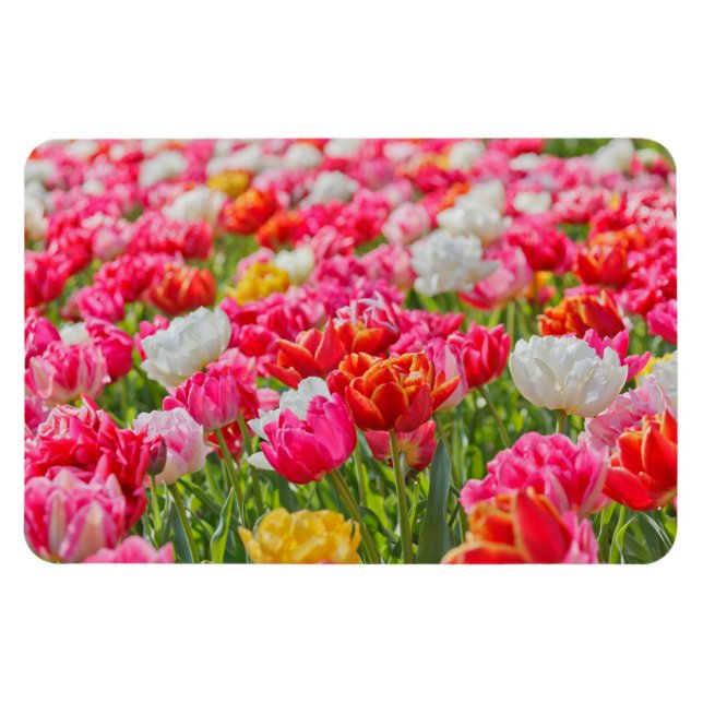 Gebiet des Tulips-Magnet Magnet (Horizontal)