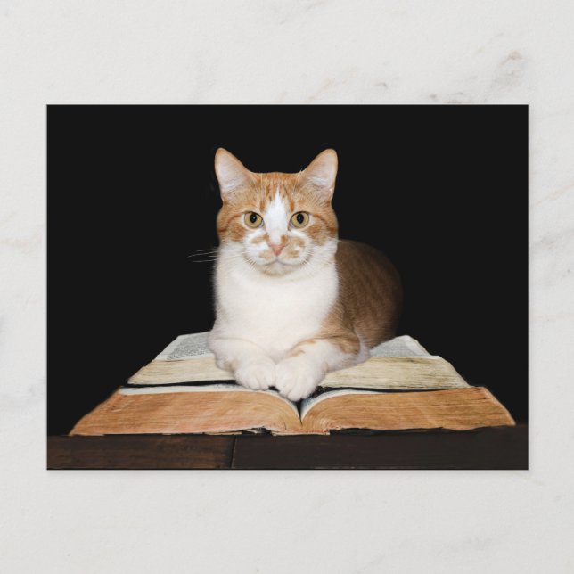 Gebildete Katze oder Bibliothekarin Postkarte (Vorderseite)