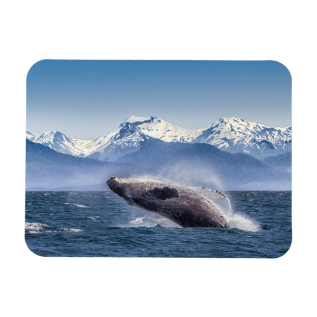 Gebirge | Breaching Whale Glacier Bay, Alaska Magnet (Horizontal)