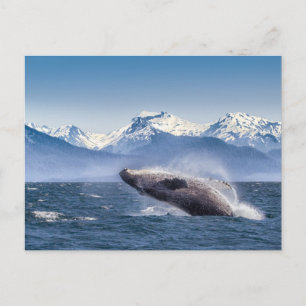 Gebirge   Breaching Whale Glacier Bay, Alaska Postkarte