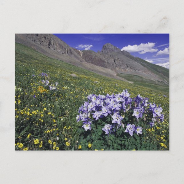 Gebirge und Wildblumen auf der Alm, blau Postkarte (Vorderseite)