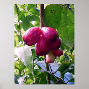 Gebirgsäpfel Poster