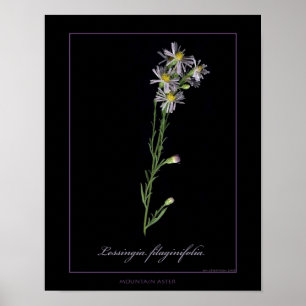 Gebirgsaster-botanischer Kunst-Druck Poster